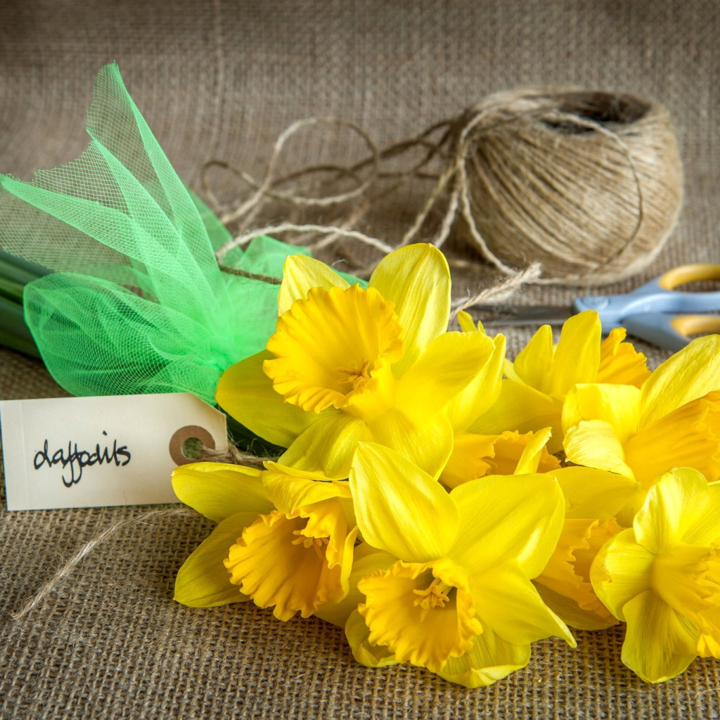 Daffodils bouquet wallpaper 1024x1024