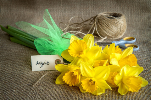 Screenshot №1 pro téma Daffodils bouquet 480x320