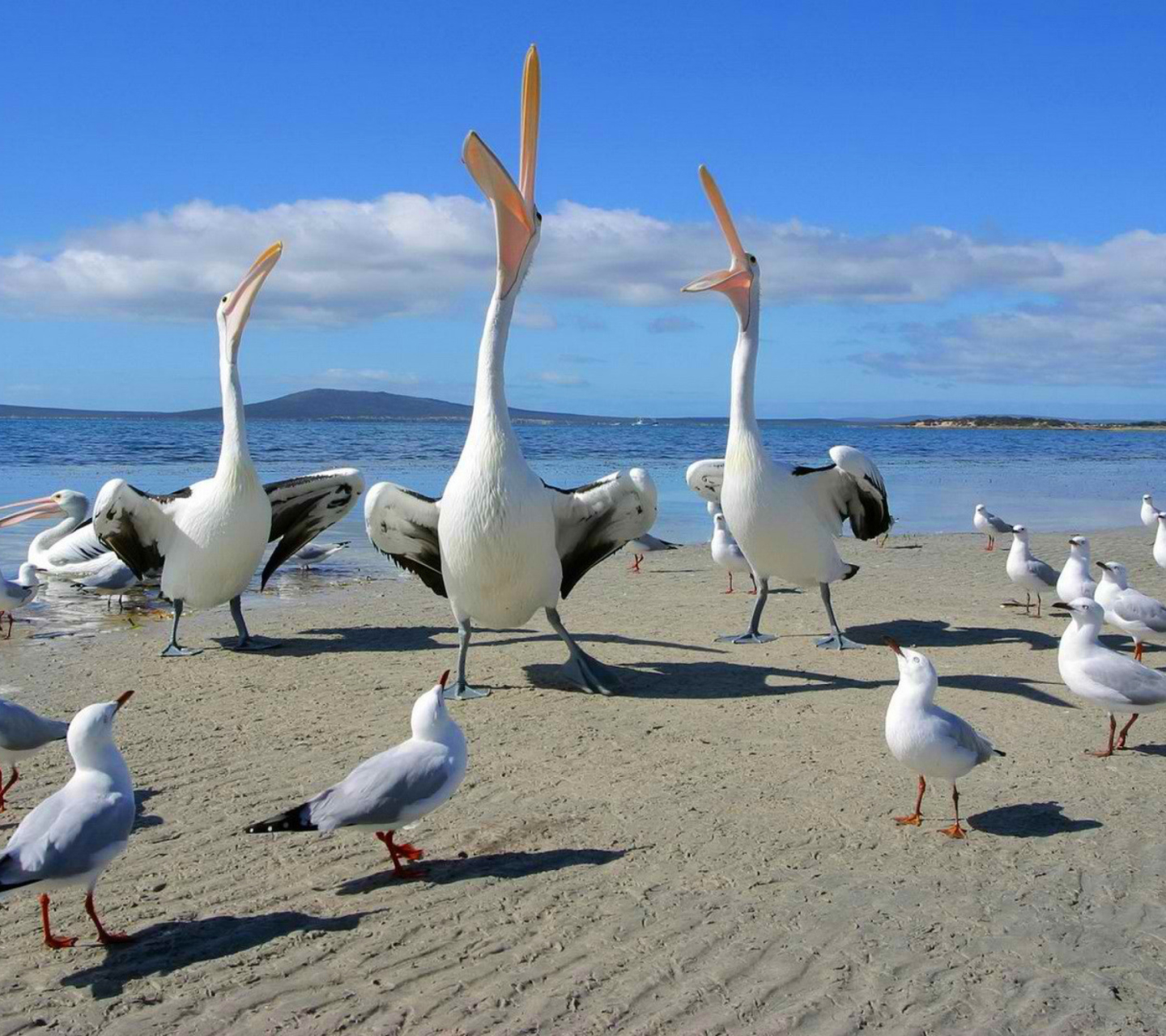 Обои Seagulls And Pelicans 1440x1280