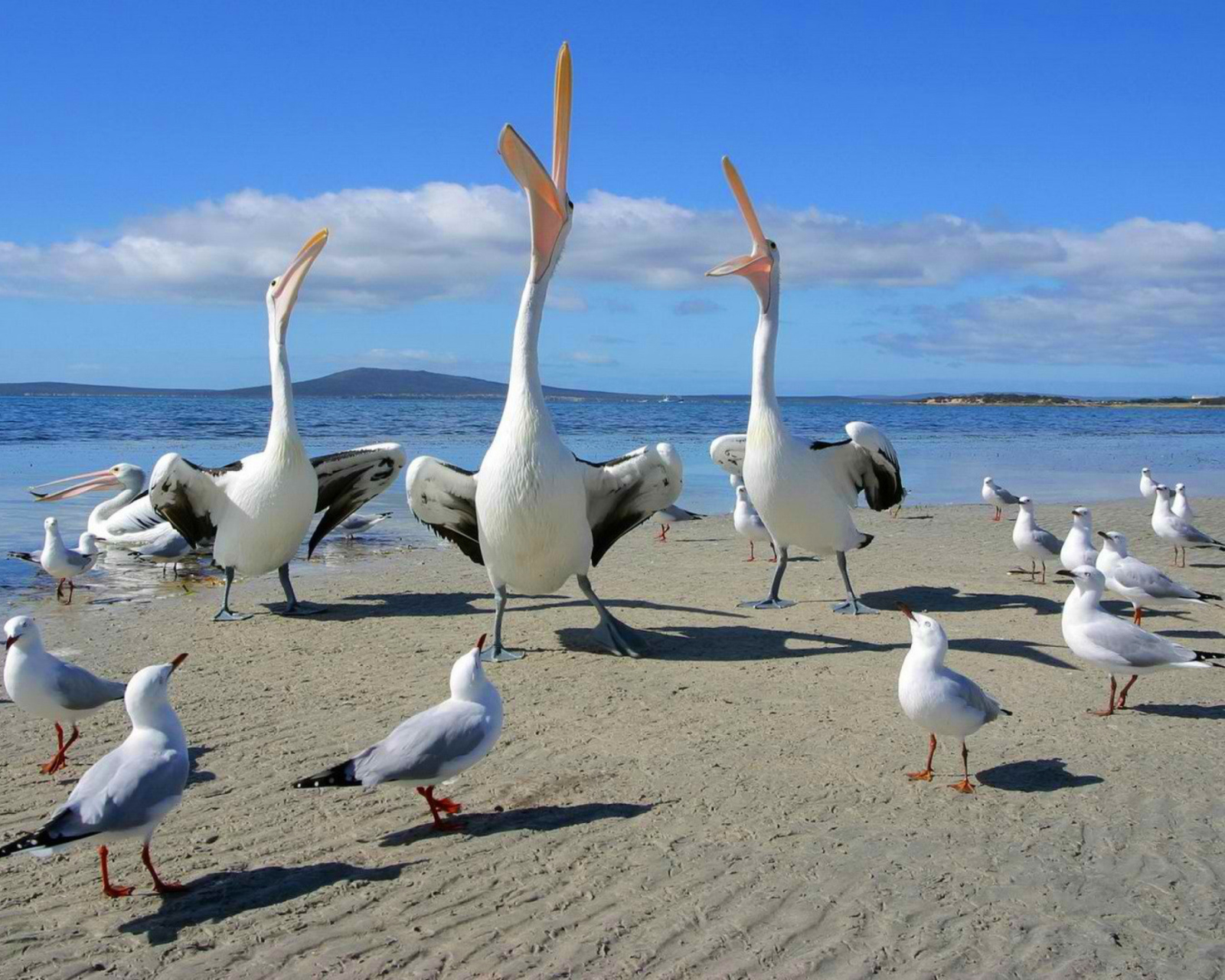 Seagulls And Pelicans wallpaper 1600x1280