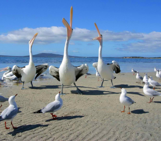 Seagulls And Pelicans - Obrázkek zdarma pro 208x208