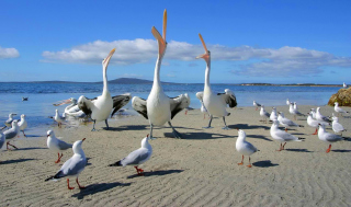 Seagulls And Pelicans - Obrázkek zdarma pro Nokia Asha 201