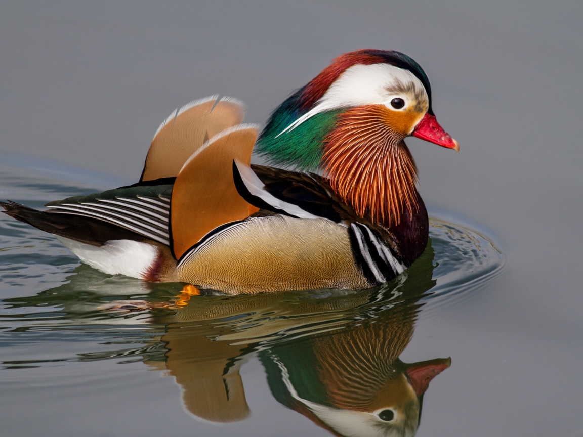 Screenshot №1 pro téma Mandarin Duck 1152x864