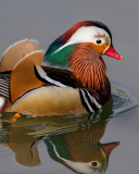 Sfondi Mandarin Duck 128x160