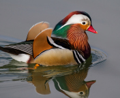 Mandarin Duck wallpaper 176x144