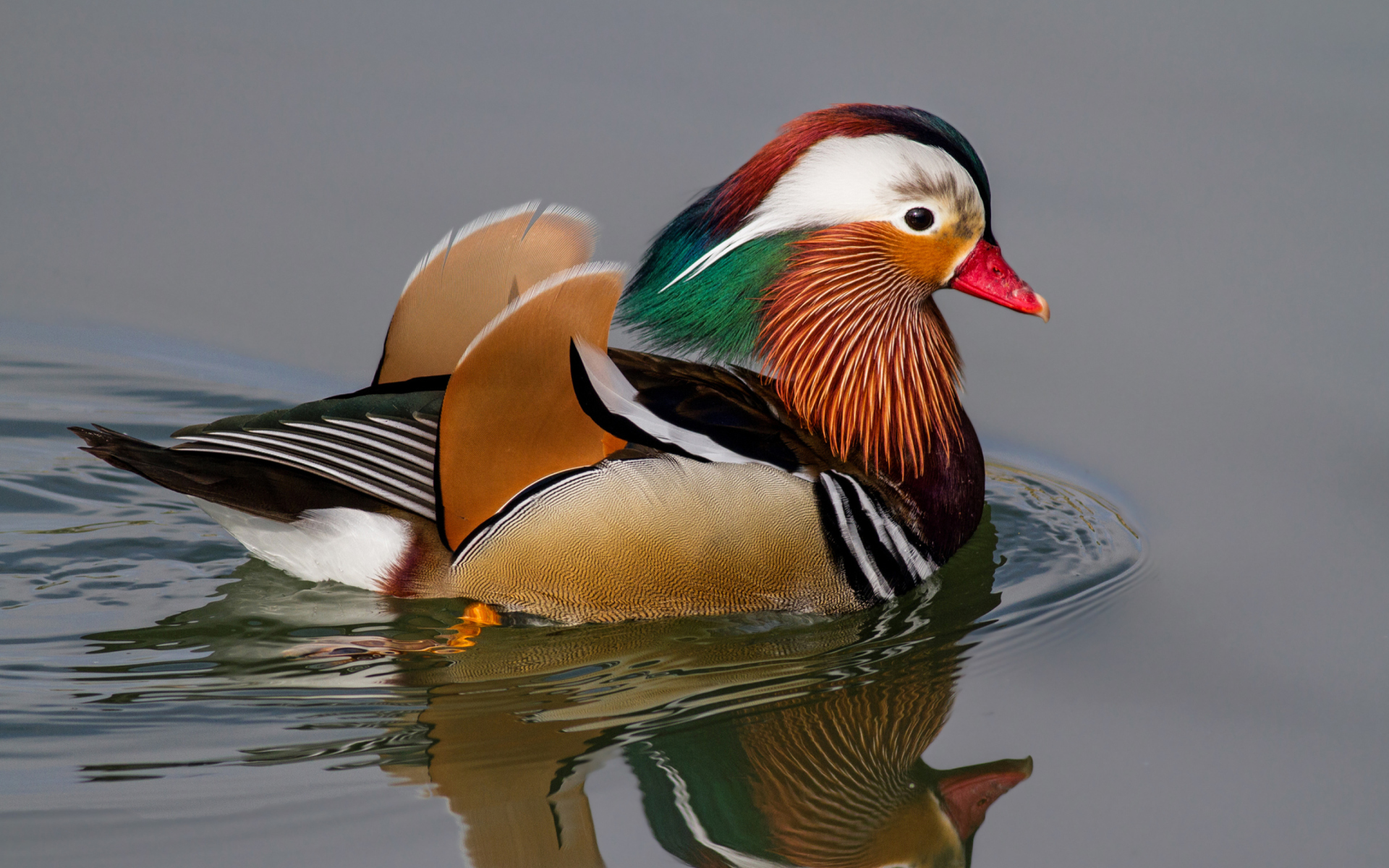 Mandarin Duck wallpaper 1920x1200