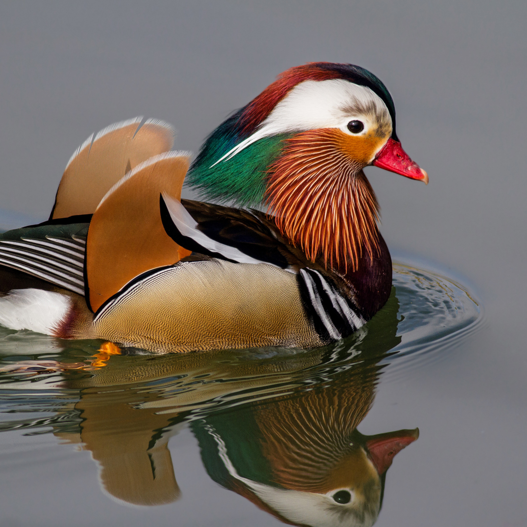 Mandarin Duck screenshot #1 2048x2048