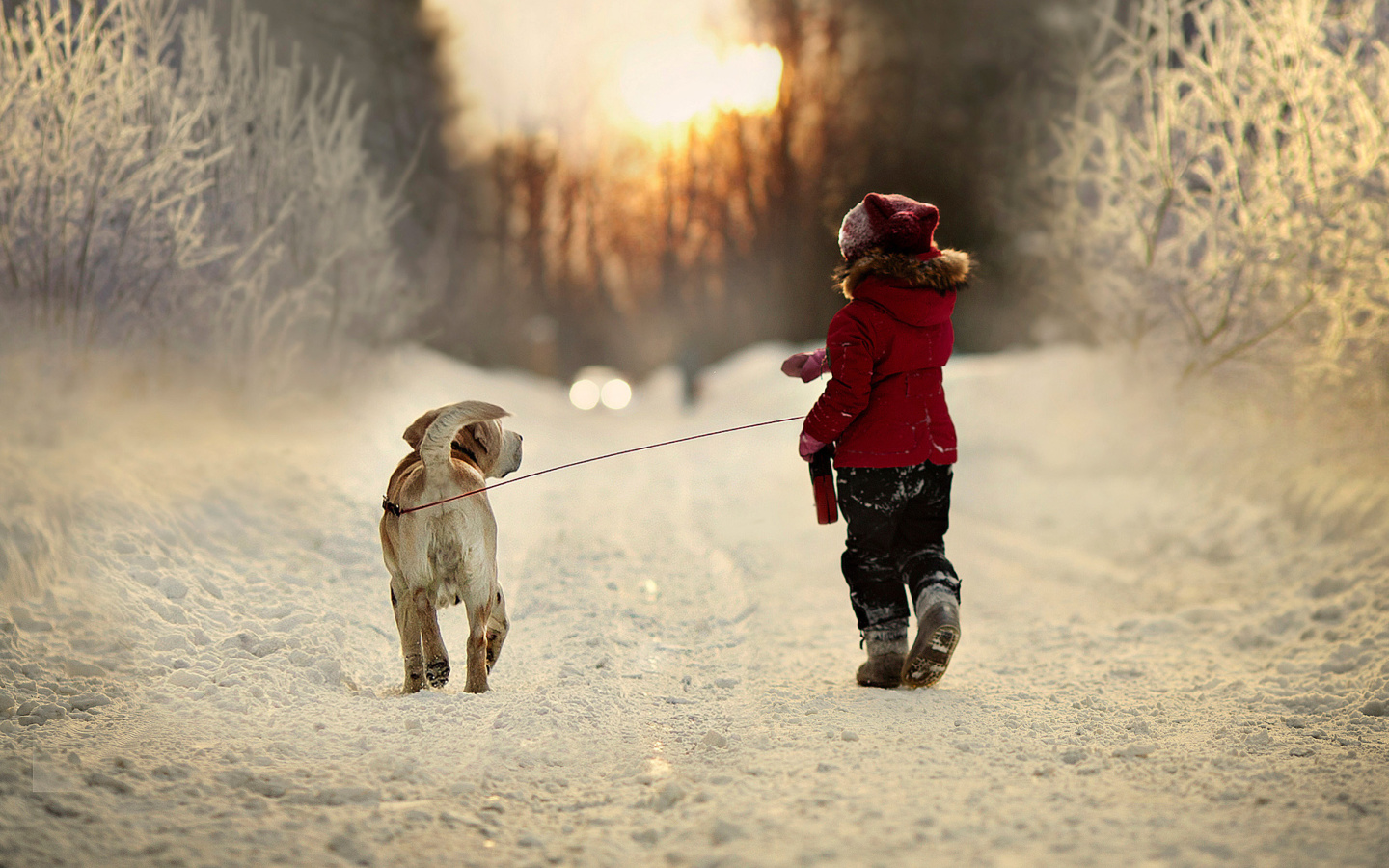 Das Winter Walking with Dog Wallpaper 1440x900