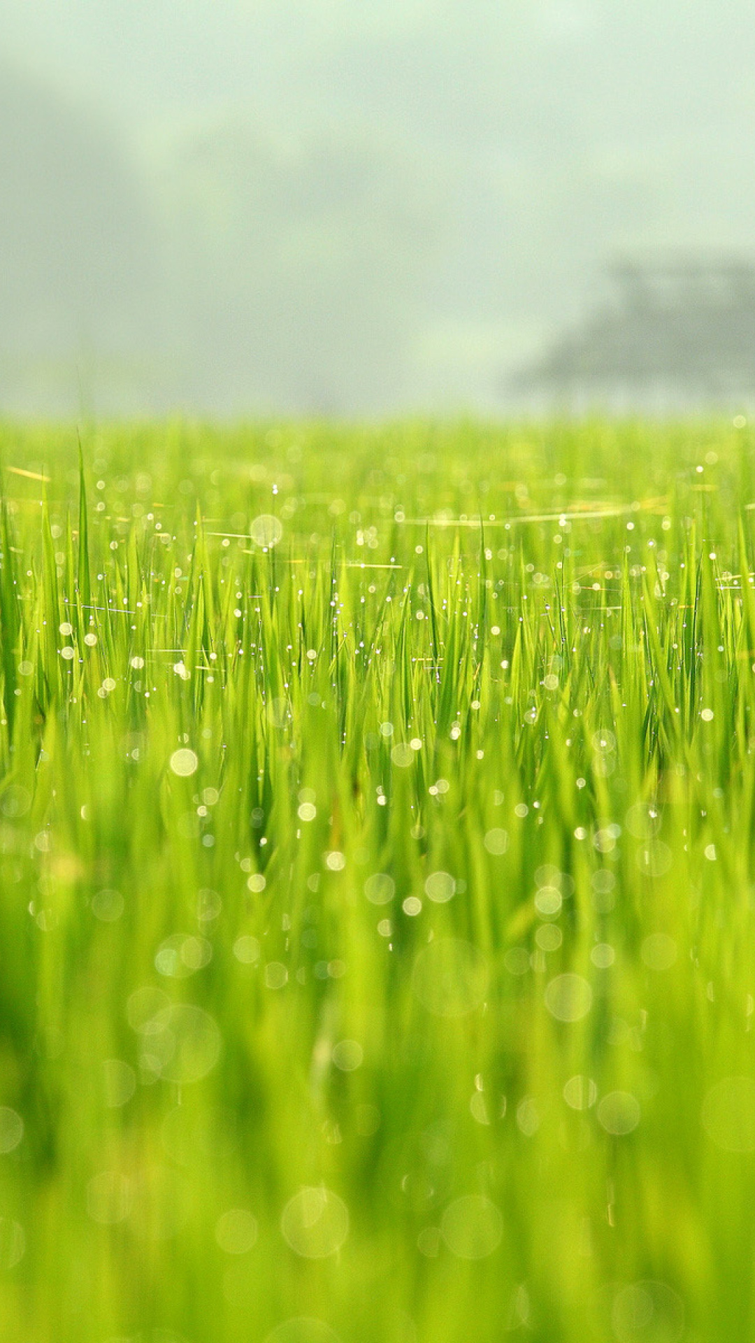 Bokeh Green Grass wallpaper 1080x1920