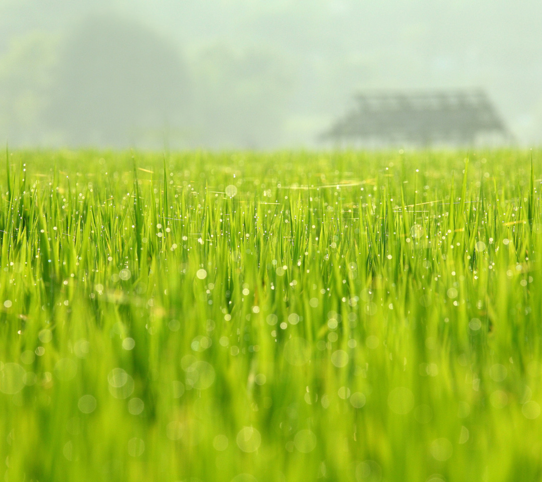 Bokeh Green Grass screenshot #1 1080x960