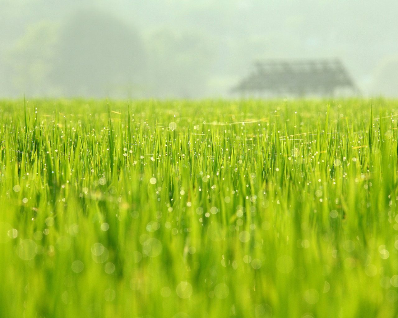 Обои Bokeh Green Grass 1280x1024