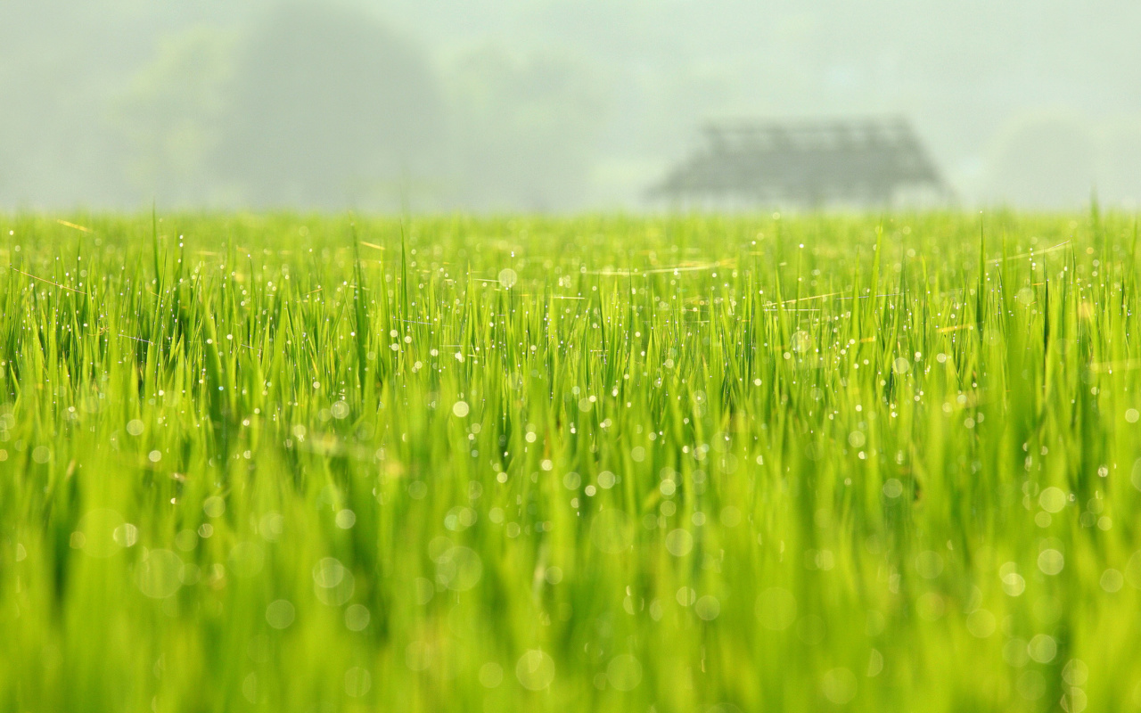 Bokeh Green Grass screenshot #1 1280x800