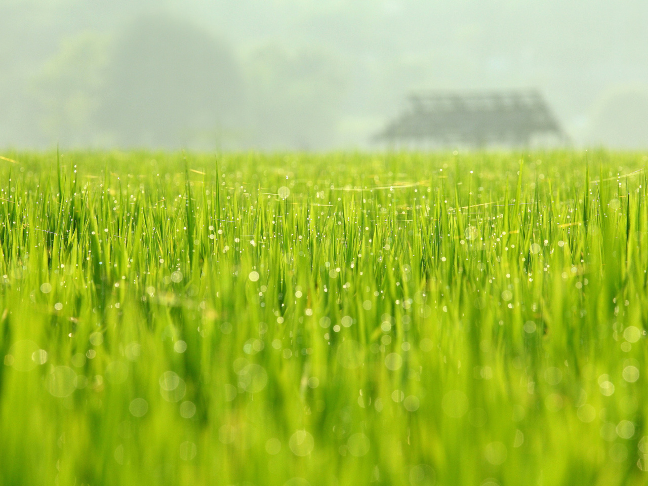 Bokeh Green Grass wallpaper 1280x960