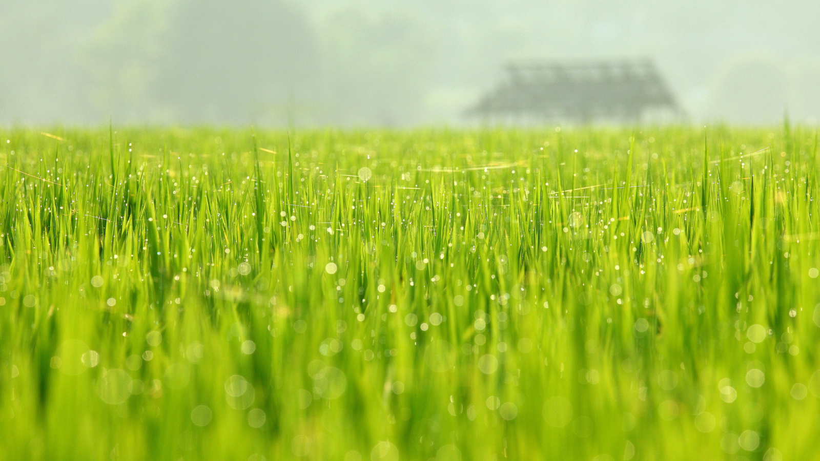 Обои Bokeh Green Grass 1600x900