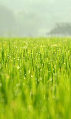 Bokeh Green Grass screenshot #1 240x400