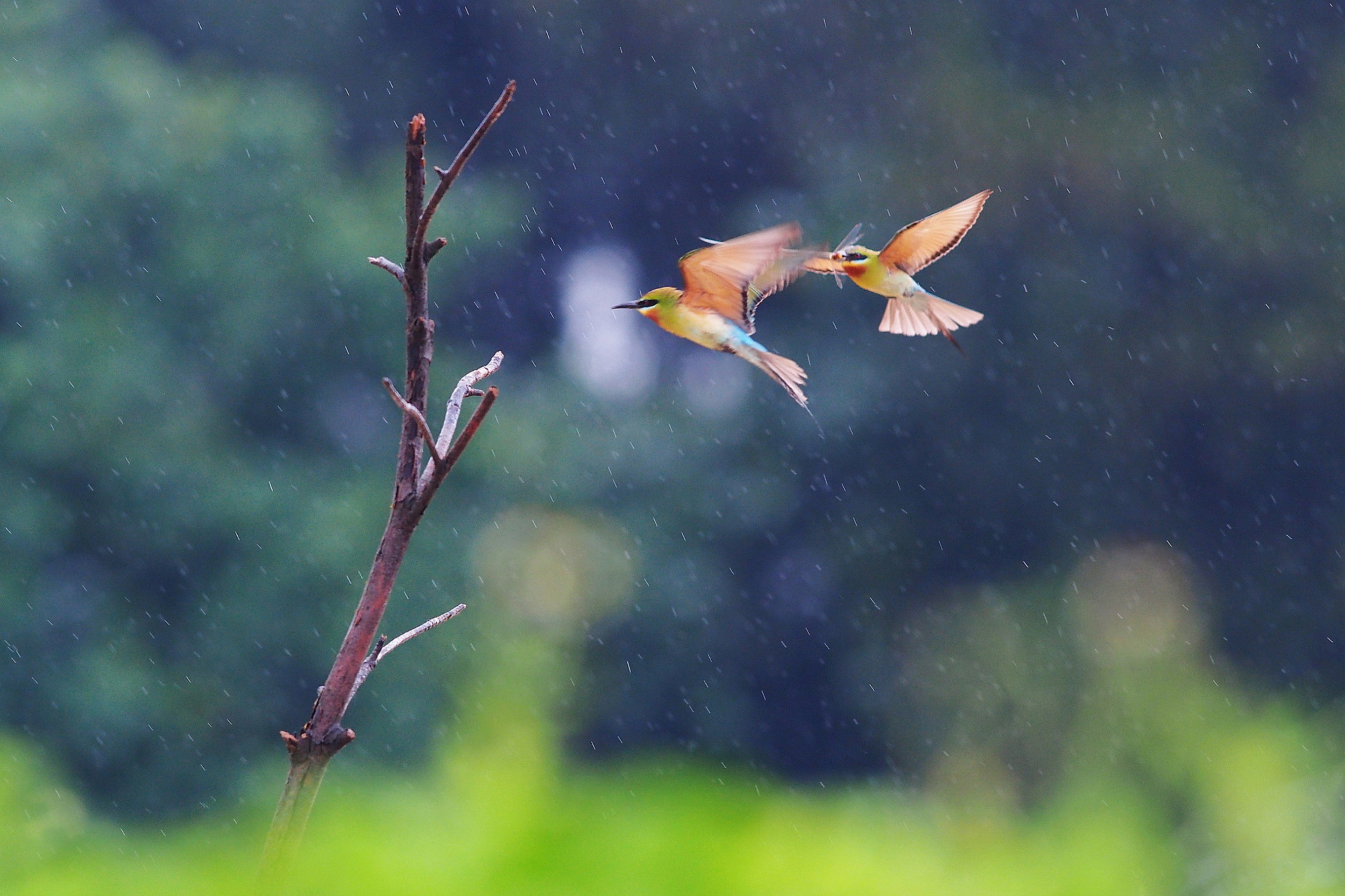 Sfondi European Bee-eater 2880x1920