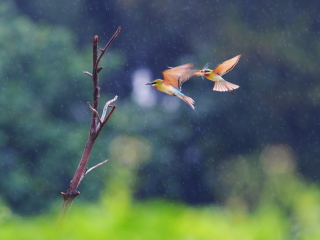 European Bee-eater screenshot #1 320x240