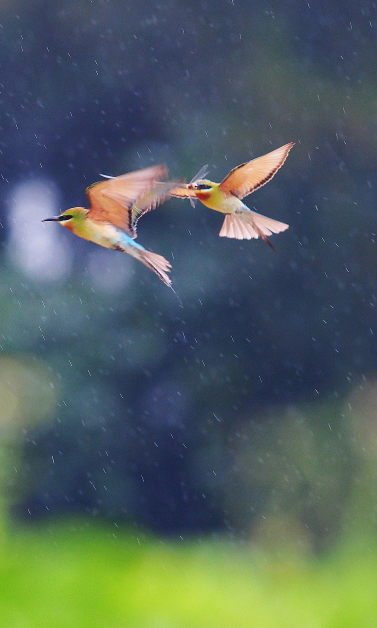 European Bee-eater screenshot #1 768x1280