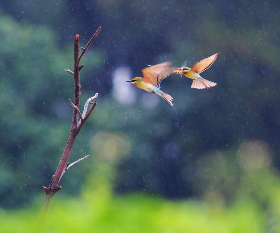 European Bee-eater screenshot #1 960x800