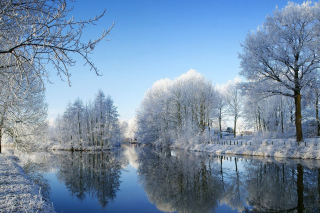 Snowy Forest - Obrázkek zdarma 