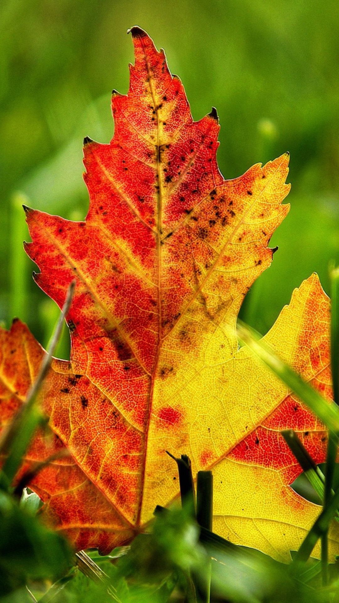 Fondo de pantalla First Red Autumn Leaf 1080x1920