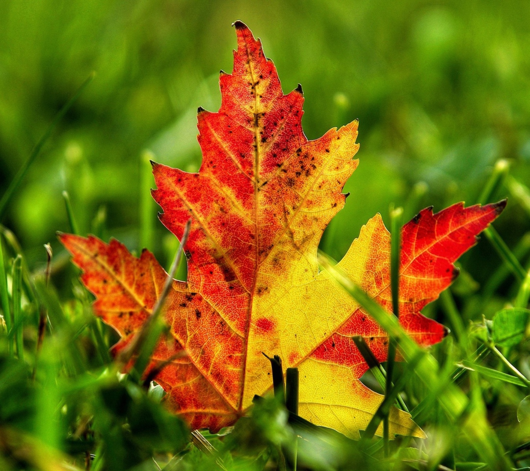 Fondo de pantalla First Red Autumn Leaf 1080x960
