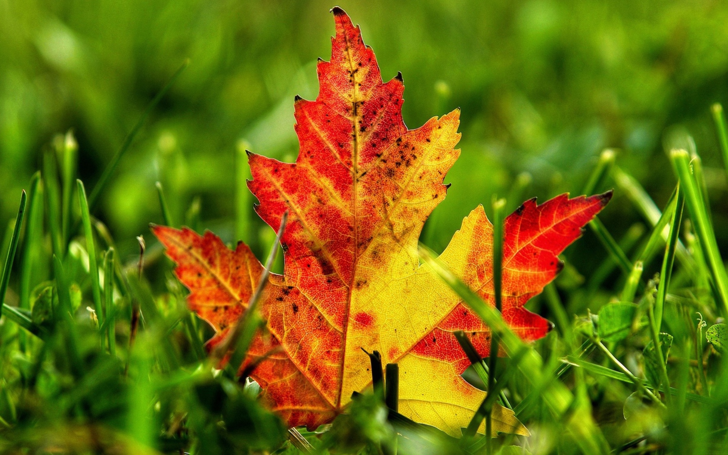 Screenshot №1 pro téma First Red Autumn Leaf 1440x900