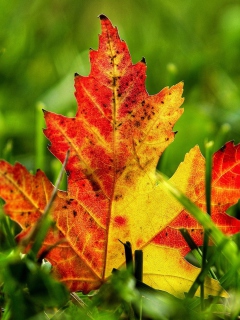 Das First Red Autumn Leaf Wallpaper 240x320