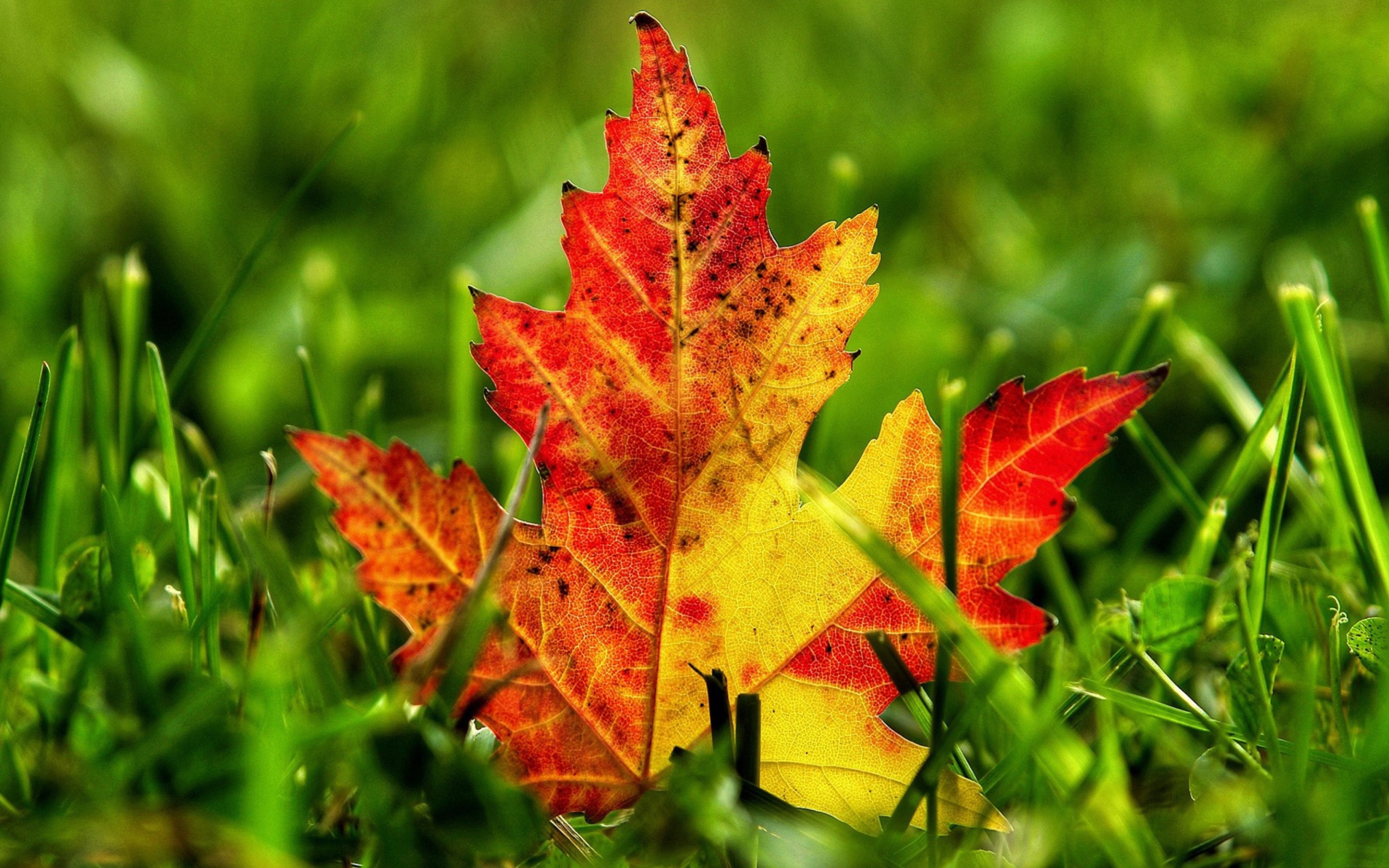 Screenshot №1 pro téma First Red Autumn Leaf 2560x1600