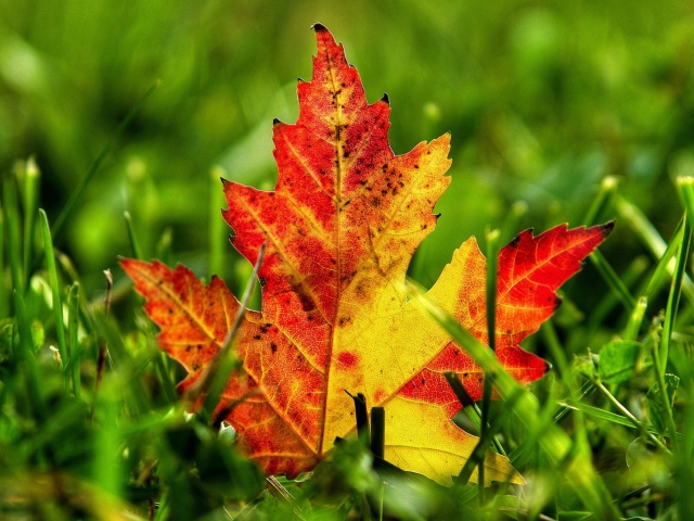 First Red Autumn Leaf screenshot #1 640x480