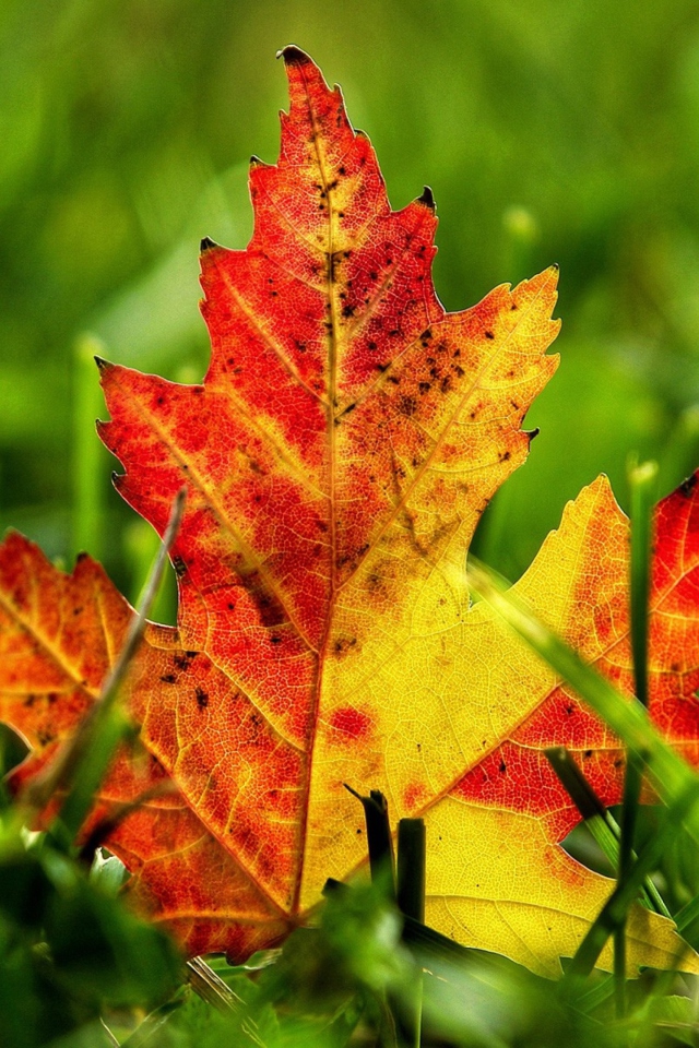 Screenshot №1 pro téma First Red Autumn Leaf 640x960