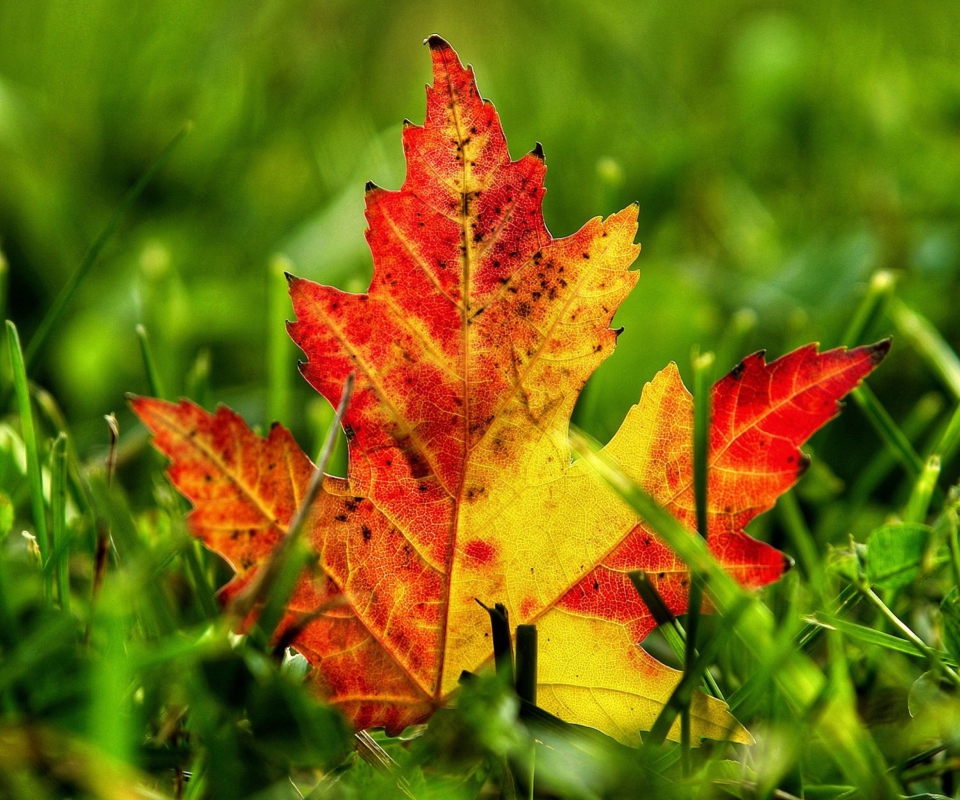 Обои First Red Autumn Leaf 960x800