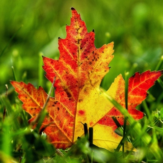 First Red Autumn Leaf sfondi gratuiti per iPad 2