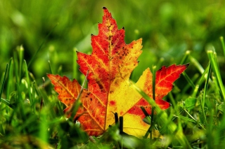 First Red Autumn Leaf - Obrázkek zdarma 