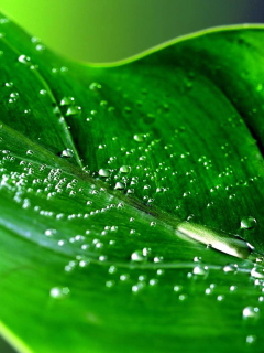 Screenshot №1 pro téma Rain HD 240x320