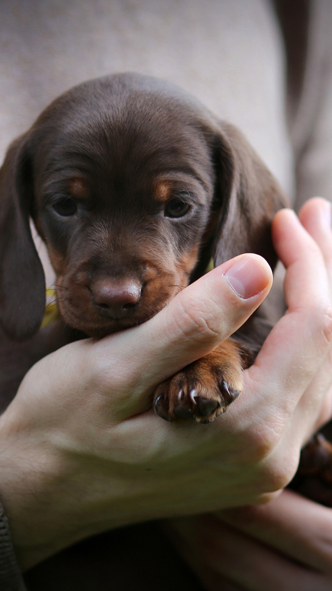 Dachshund Puppy wallpaper 1080x1920