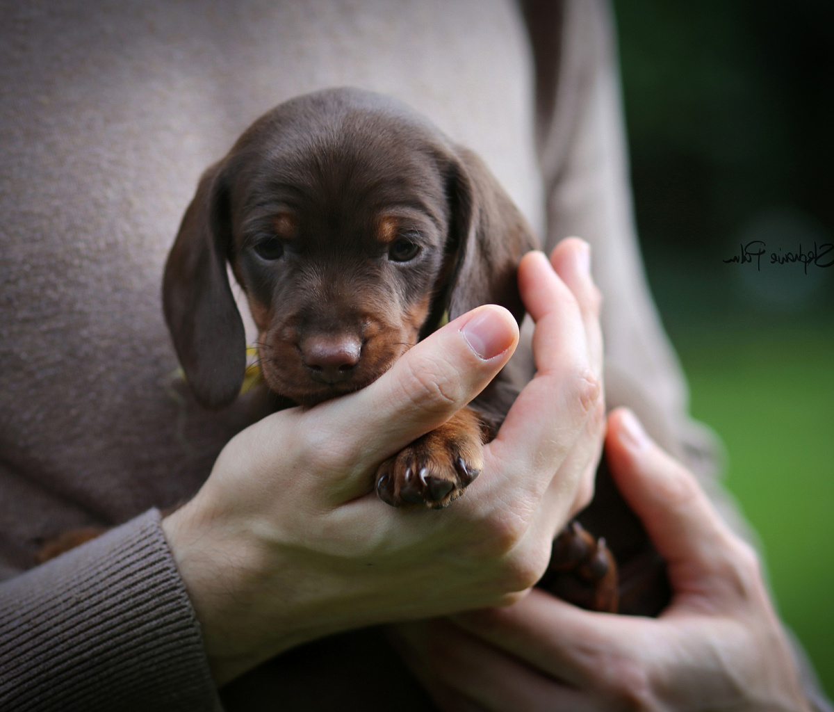 Обои Dachshund Puppy 1200x1024