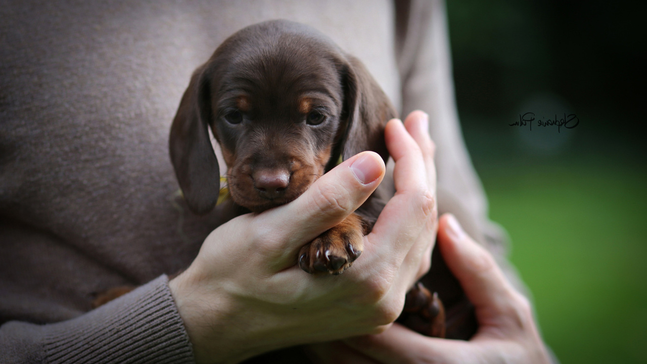 Screenshot №1 pro téma Dachshund Puppy 1280x720