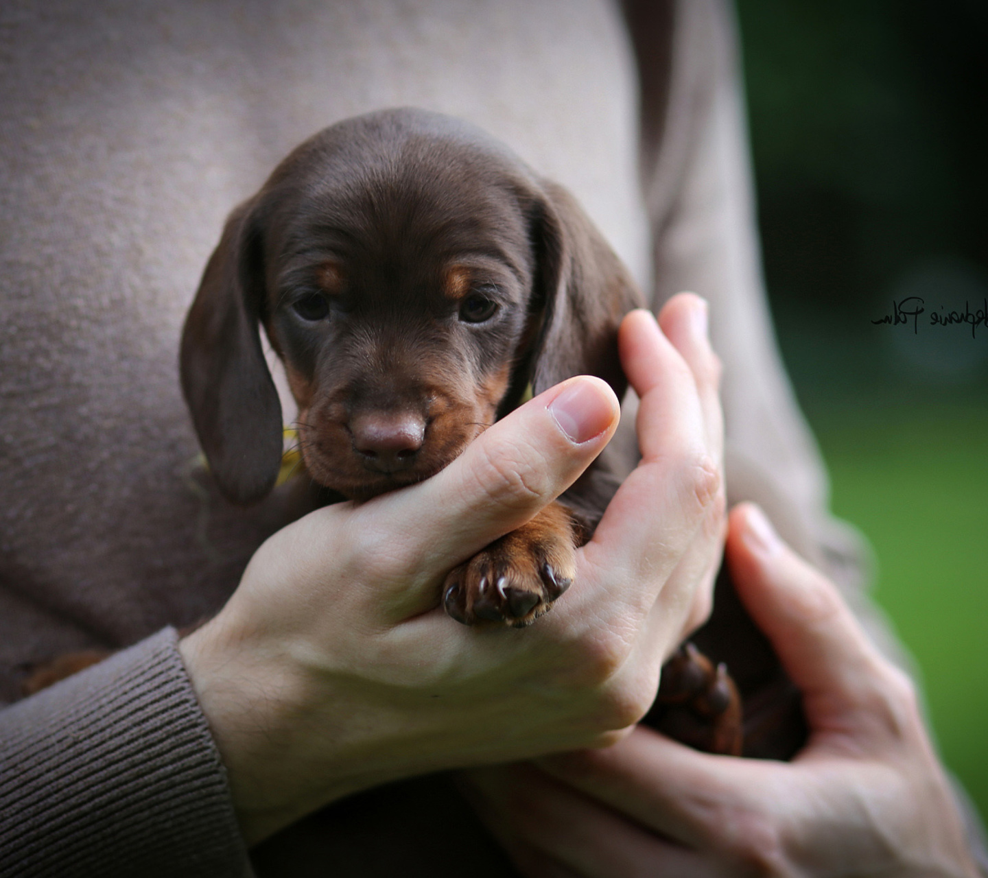 Dachshund Puppy wallpaper 1440x1280