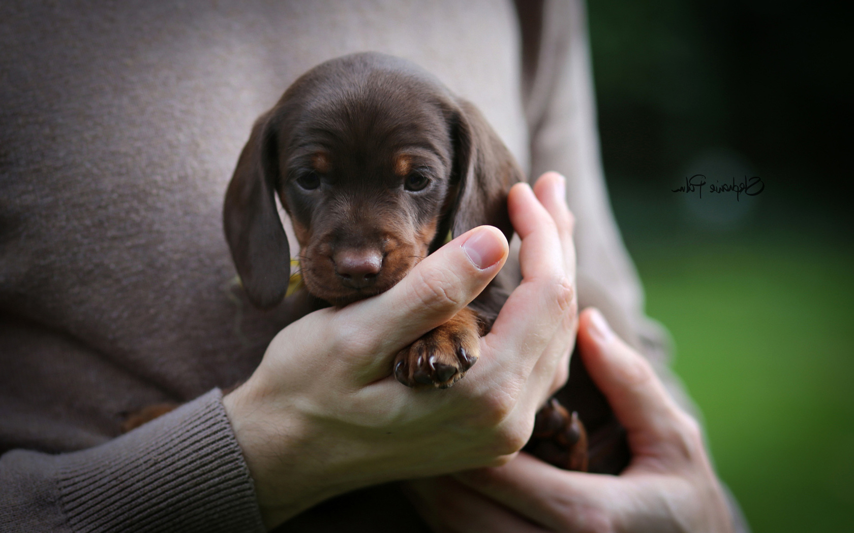 Dachshund Puppy wallpaper 1680x1050