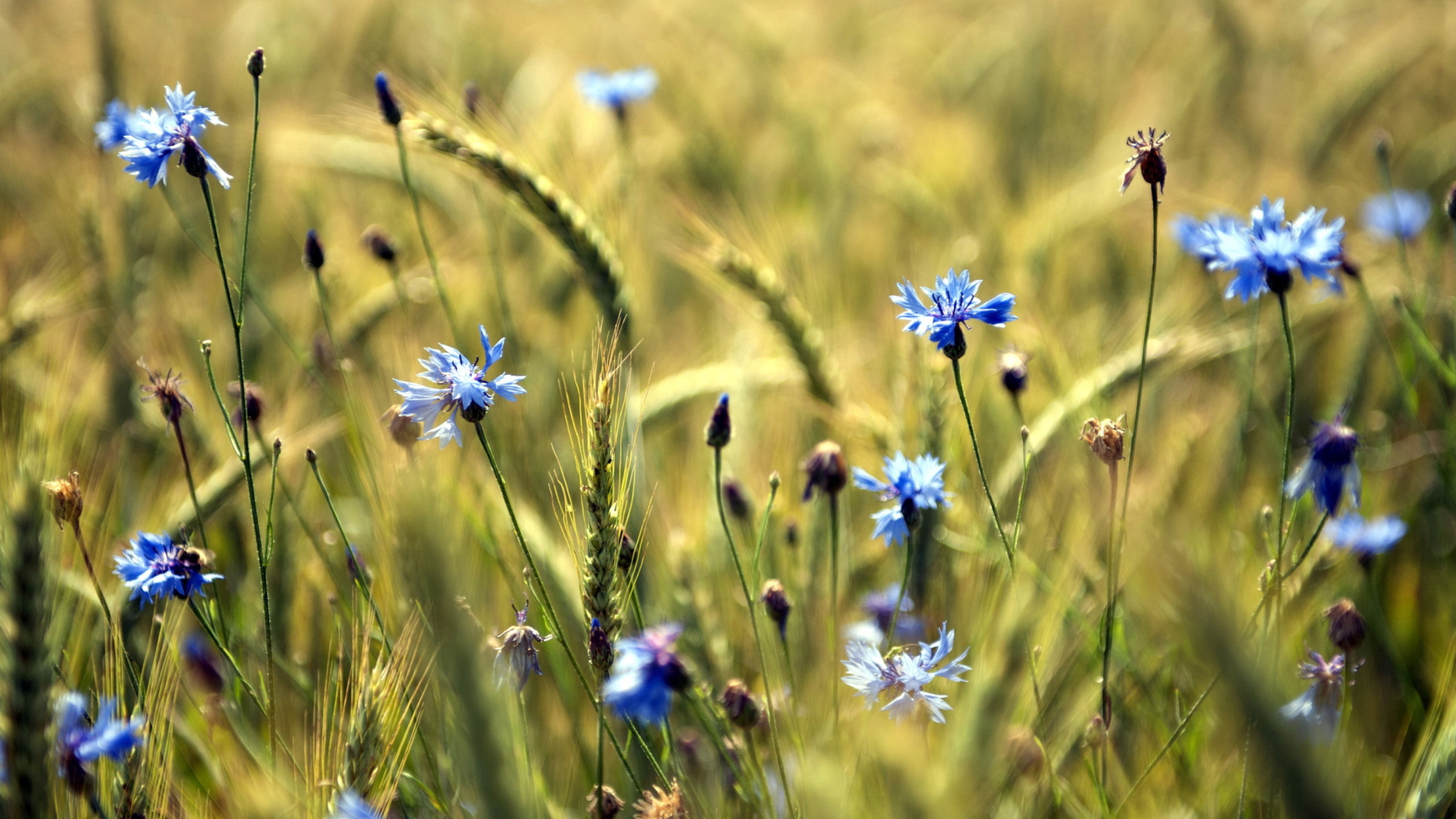 Sfondi Blue Summer Field Flowers 1920x1080