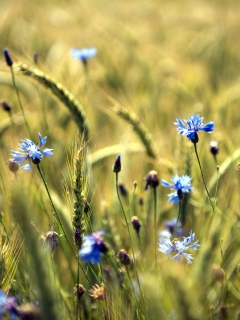 Blue Summer Field Flowers wallpaper 240x320