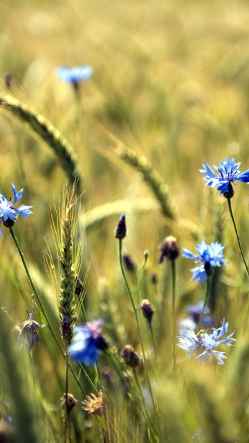 Обои Blue Summer Field Flowers 360x640