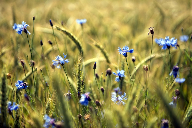 Blue Summer Field Flowers wallpaper