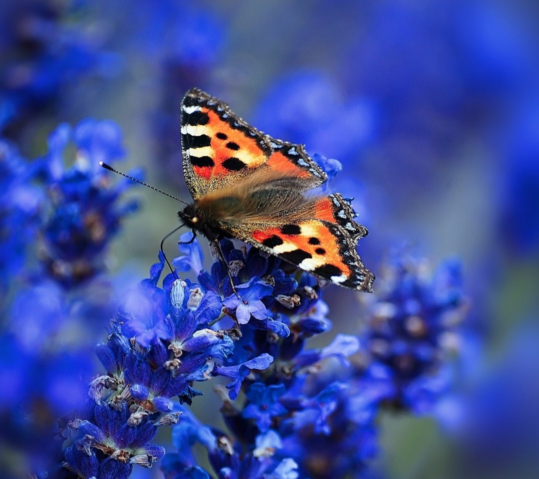 Das Small tortoiseshell Wallpaper 1080x960