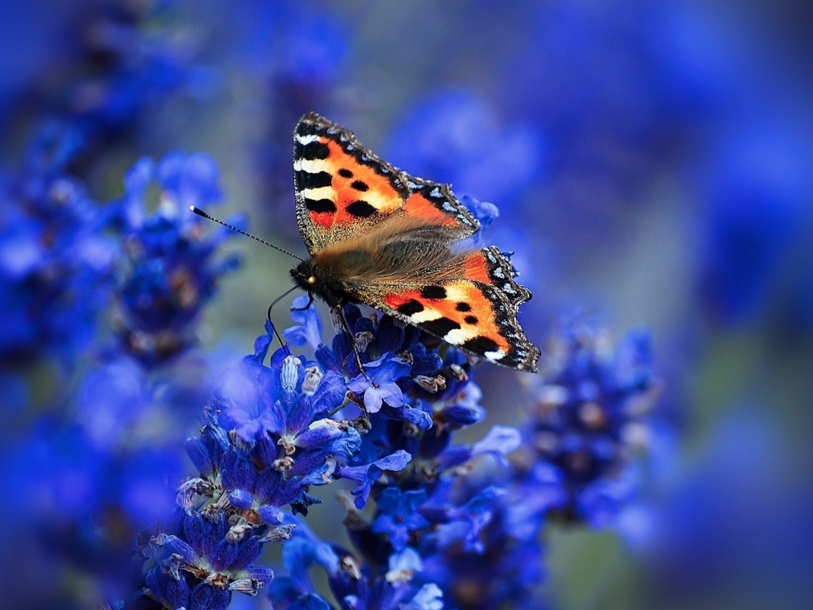 Sfondi Small tortoiseshell 1152x864