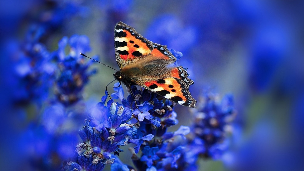 Sfondi Small tortoiseshell 1280x720