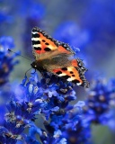 Das Small tortoiseshell Wallpaper 128x160