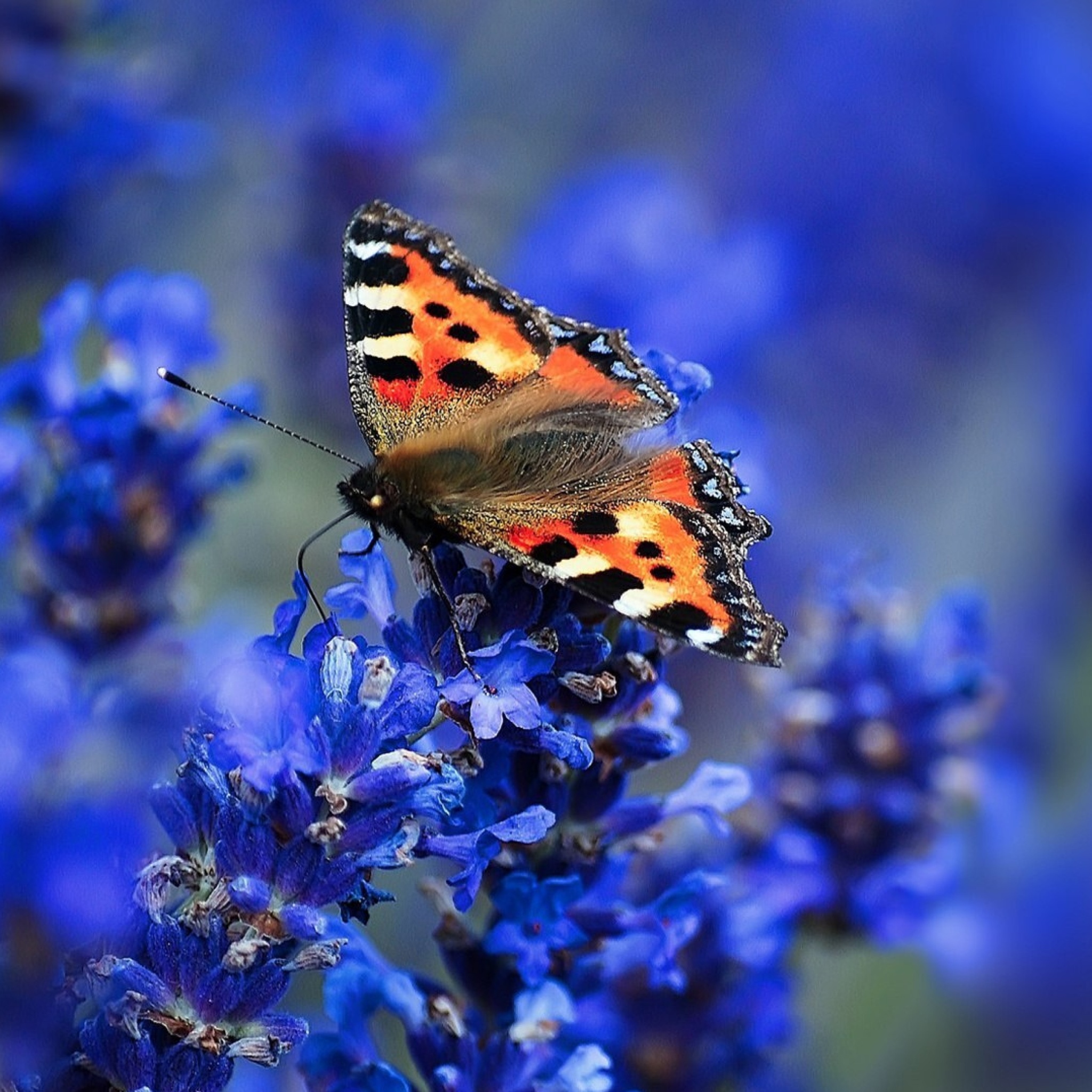 Das Small tortoiseshell Wallpaper 2048x2048