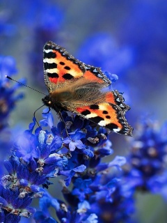 Sfondi Small tortoiseshell 240x320